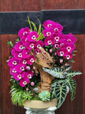 Orchid Serenity — HD864
