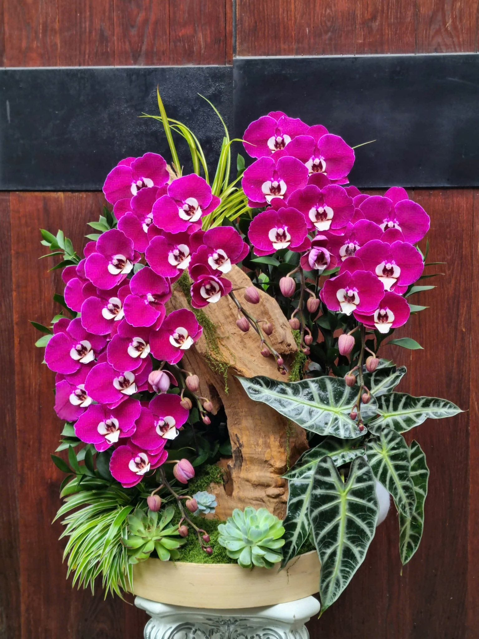 Orchid Serenity — HD864