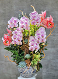 Orchid of Fortune — HD591