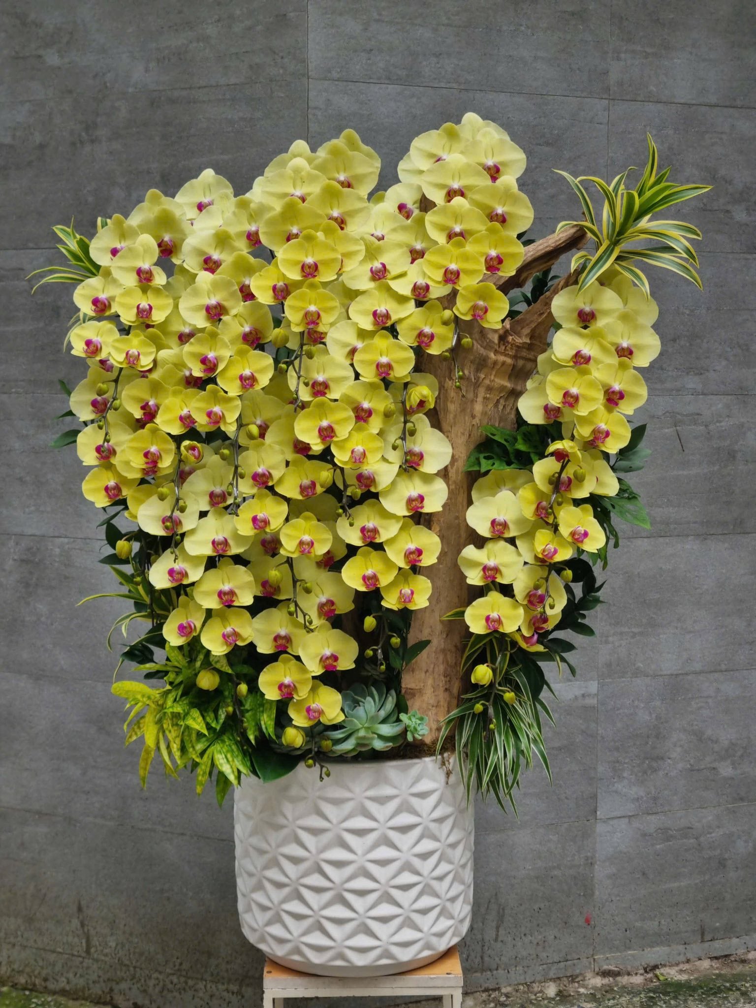 Orchid Majesty — HD823