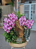 Noble Orchid Collection — HD379