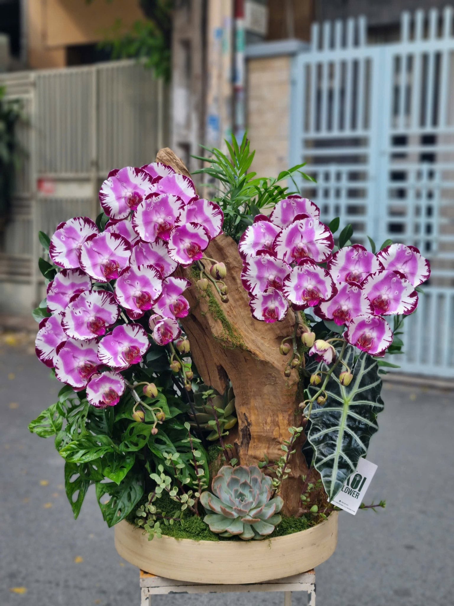Noble Orchid Collection — HD379