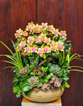 Royal Orchid Elegance — HD742